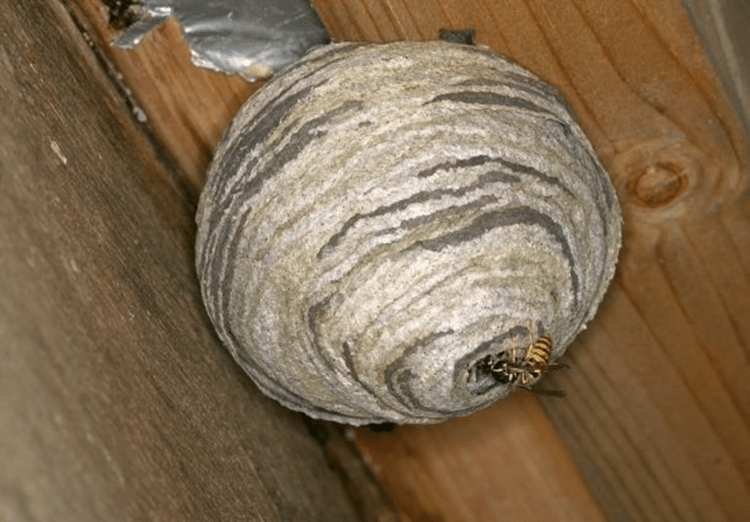 Wespennest der Deutschen Wespe (Vespula germanica) mit einer Wespe am Eingang des Nests