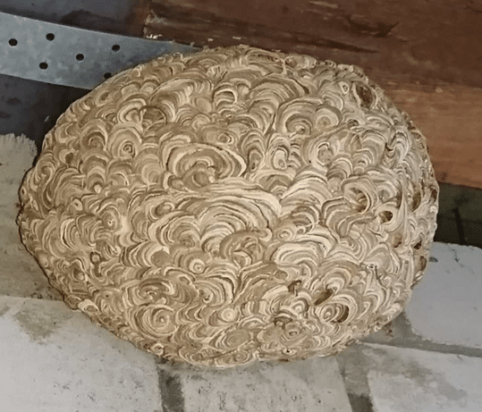 Wespennest der Gemeinen Wespe (Vespula vulgaris) mit einer spiralförmigen Struktur