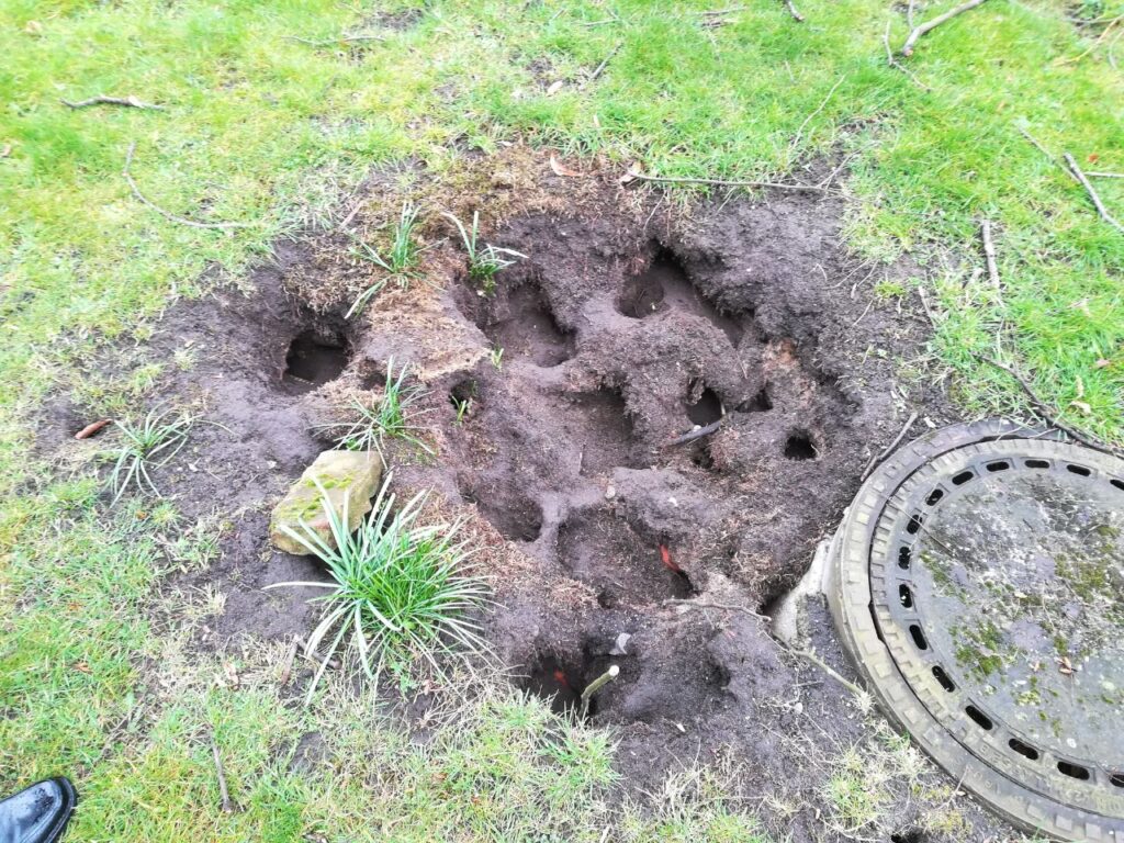 Mehrere Rattenlöcher im Erdreich neben einem Kanaldeckel im Außenbereich. Indizien für Befall.