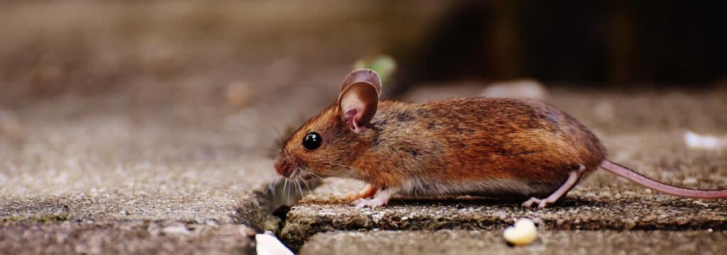 Braune Maus sitzt auf Steinboden