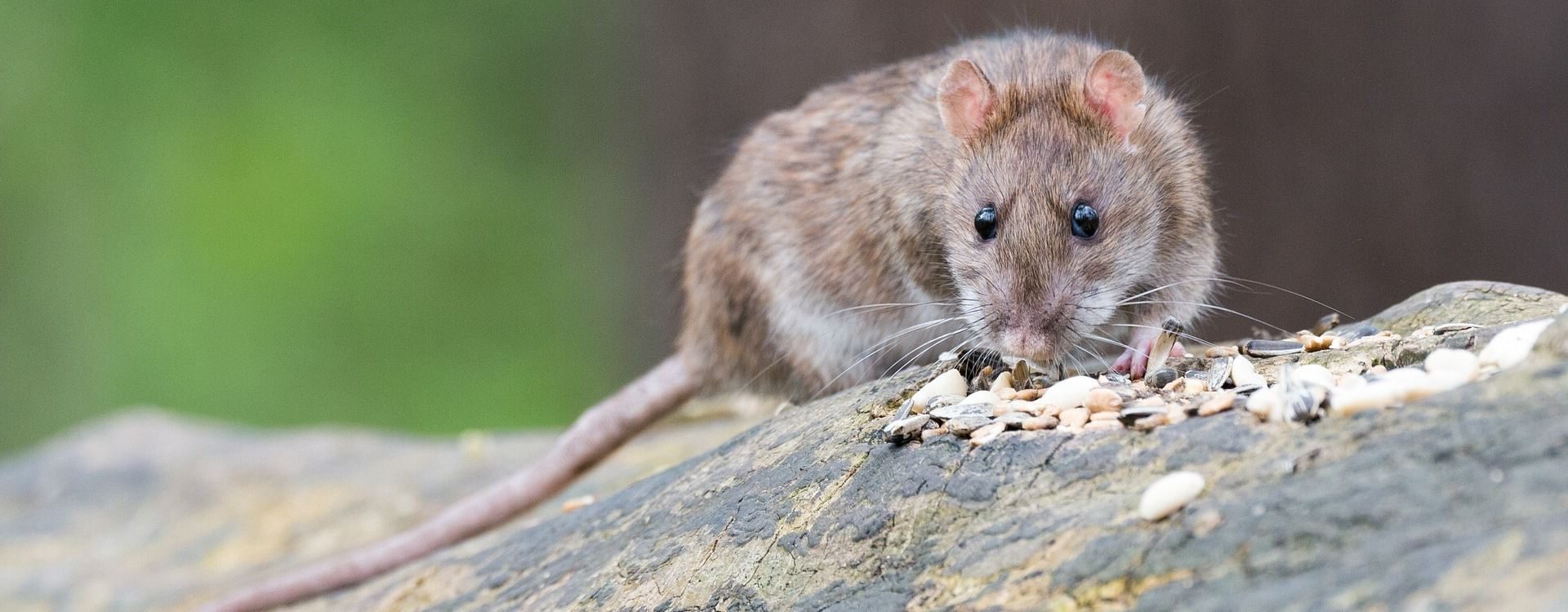 Ratte sitzend auf Stein