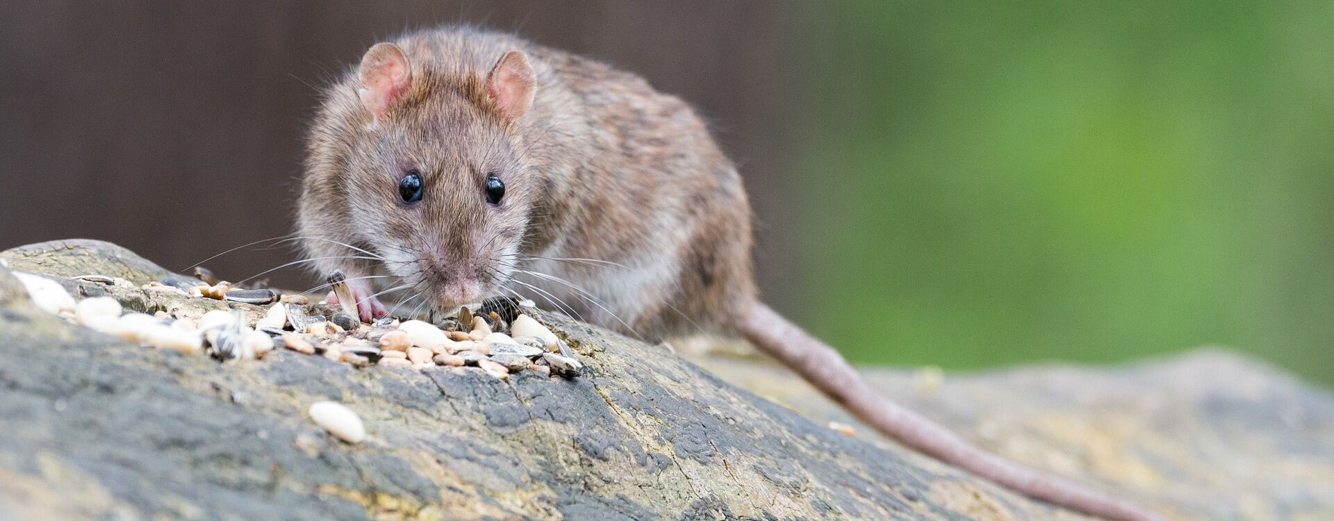 Ratte sitzend auf Stein