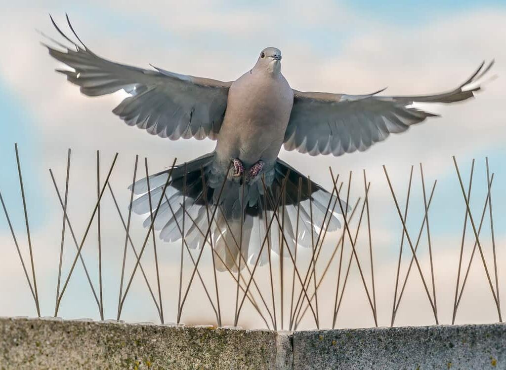 Taube auf Spikes