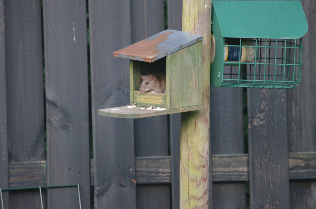 Ratte sitzt in einem Vogelhaus und frisst Vogelfutter im Außenbereich