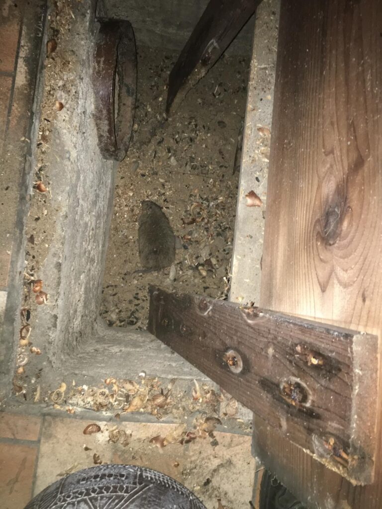 Ratte in einem offenen Kontrollschacht – typisches Bild bei Rattenbefall in Gebäuden