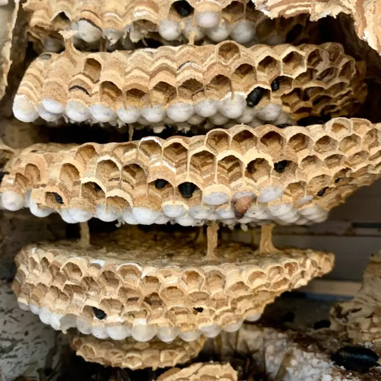 Detaillierte Wabenstruktur eines geöffneten Wespennests mit sichtbaren Larven