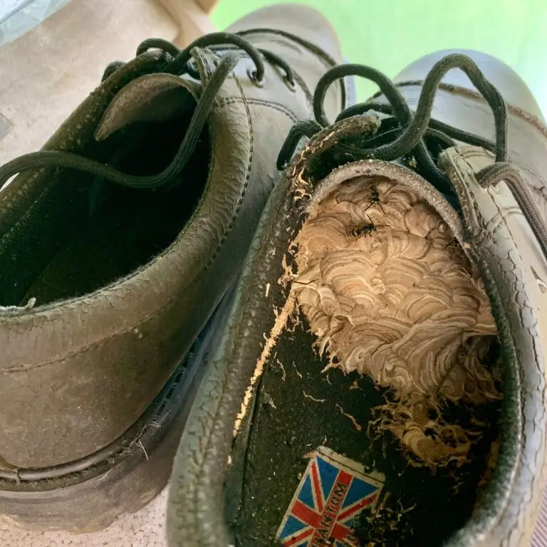 Wespennest im Inneren eines schwarzen Lederschuhs mit sichtbaren Wespen