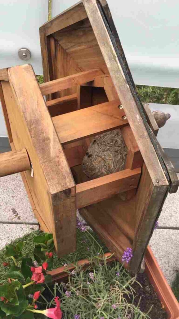 Wespennest in einem Vogelhäuschen auf einem Balkon mit Blumen im Vordergrund