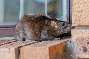 Ratte an Hauswand – typischer Rattenbefall im Haus und Garten"