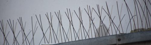 Taubenabwehr-Spikes auf einer Gebäudekante als Schutzmaßnahme gegen Vogelnester in einem lebensmittelverarbeitenden Betrieb Taubenabwehr-Spikes auf einer Gebäudekante als Schutzmaßnahme gegen Vogelnester in einem lebensmittelverarbeitenden Betrieb
