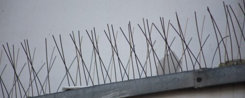 Taubenabwehr-Spikes auf einer Gebäudekante als Schutzmaßnahme gegen Vogelnester in einem lebensmittelverarbeitenden Betrieb Taubenabwehr-Spikes auf einer Gebäudekante als Schutzmaßnahme gegen Vogelnester in einem lebensmittelverarbeitenden Betrieb