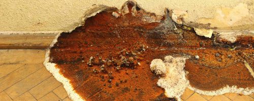 hausschwamm-header-c&r-website Hausschwamm Schädling auf Holzboden