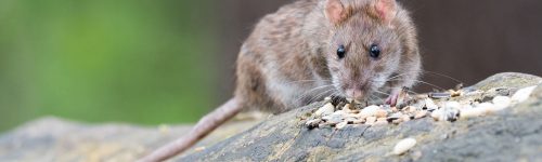 ratten-header-c&R-website Ratte sitzend auf Stein