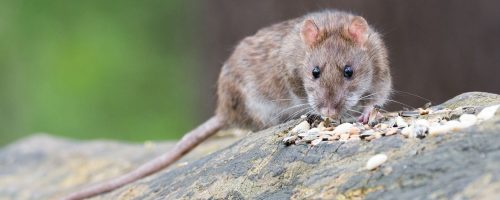 ratten-header-c&R-website Ratte sitzend auf Stein
