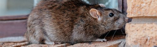 Ratten im Haus erkennen – Rattenbefall frühzeitig handeln Ratte an Hauswand – typischer Rattenbefall im Haus und Garten"