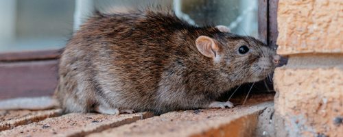 Ratten im Haus erkennen – Rattenbefall frühzeitig handeln Ratte an Hauswand – typischer Rattenbefall im Haus und Garten"